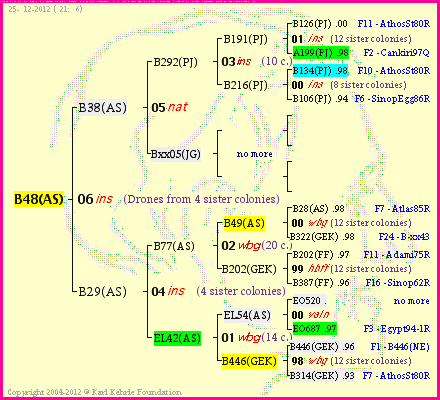 Pedigree of B48(AS) :
four generations presented