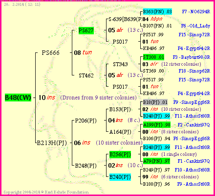 Pedigree of B48(CW) :
four generations presented