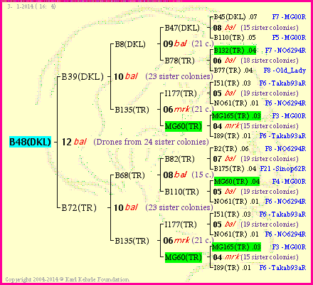 Pedigree of B48(DKL) :
four generations presented