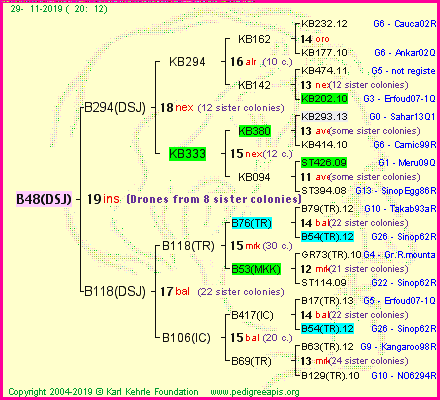 Pedigree of B48(DSJ) :
four generations presented
it's temporarily unavailable, sorry!