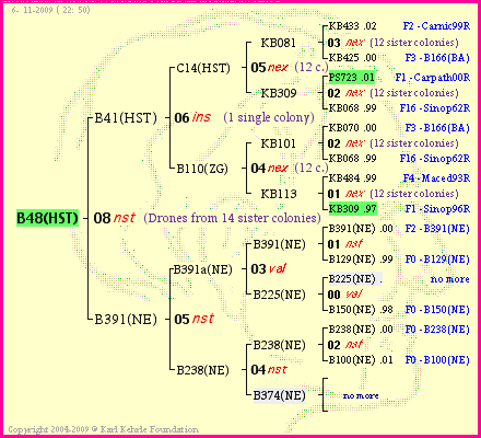 Pedigree of B48(HST) :
four generations presented