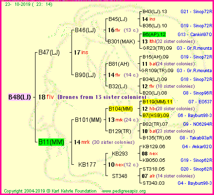 Pedigree of B48(LJ) :
four generations presented
it's temporarily unavailable, sorry!