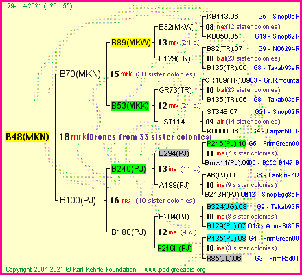 Pedigree of B48(MKN) :
four generations presented
it's temporarily unavailable, sorry!