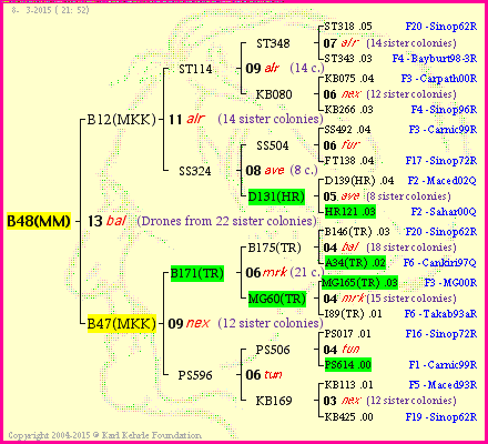 Pedigree of B48(MM) :
four generations presented