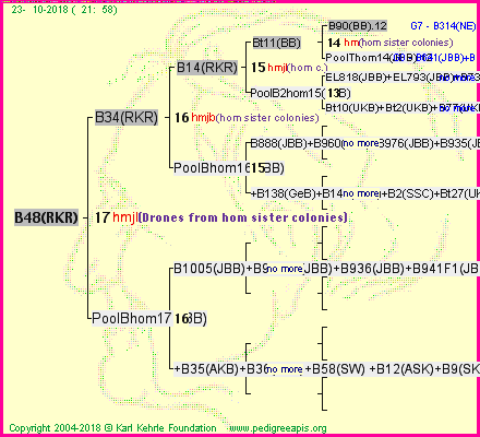 Pedigree of B48(RKR) :
four generations presented<br />it's temporarily unavailable, sorry!