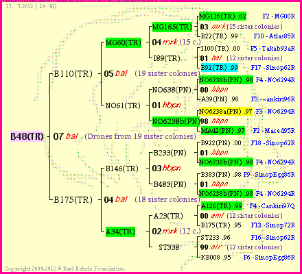 Pedigree of B48(TR) :
four generations presented