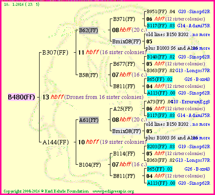 Pedigree of B480(FF) :
four generations presented<br />it's temporarily unavailable, sorry!