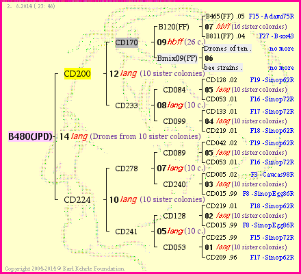 Pedigree of B480(JPD) :
four generations presented