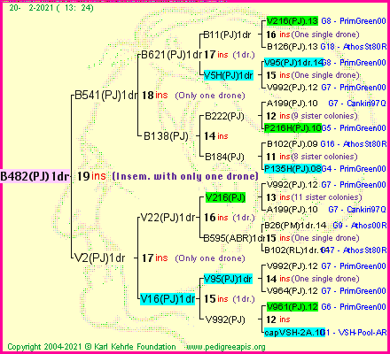 Pedigree of B482(PJ)1dr :
four generations presented
it's temporarily unavailable, sorry!