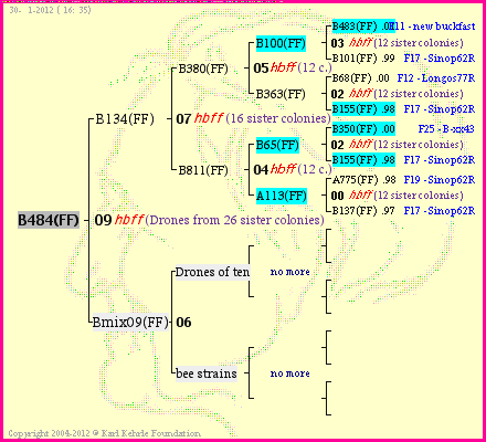 Pedigree of B484(FF) :
four generations presented