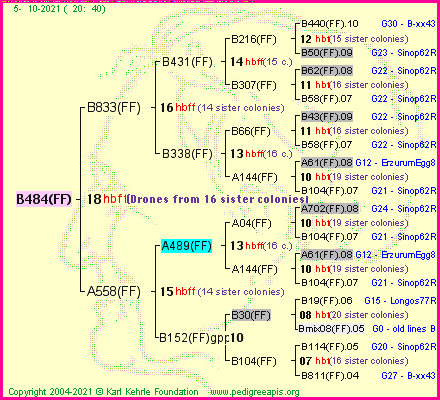 Pedigree of B484(FF) :
four generations presented
it's temporarily unavailable, sorry!