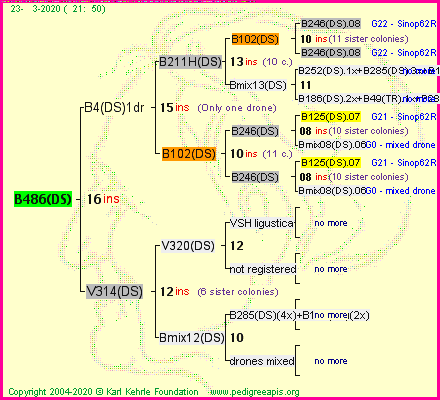 Pedigree of B486(DS) :
four generations presented
it's temporarily unavailable, sorry!