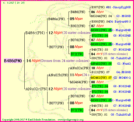 Pedigree of B486(PN) :
four generations presented