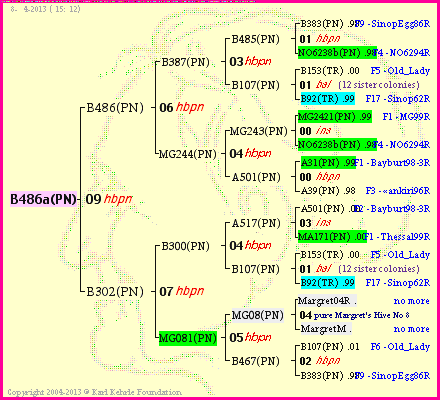 Pedigree of B486a(PN) :
four generations presented