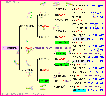 Pedigree of B486b(PN) :
four generations presented