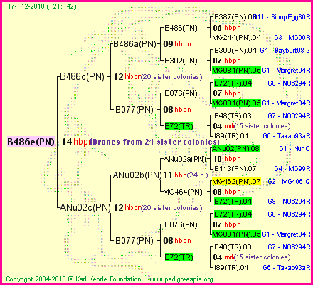 Pedigree of B486e(PN) :
four generations presented<br />it's temporarily unavailable, sorry!