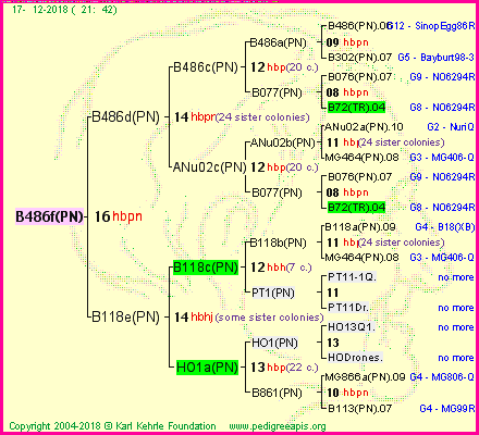 Pedigree of B486f(PN) :
four generations presented<br />it's temporarily unavailable, sorry!