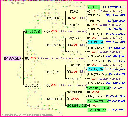 Pedigree of B487(GB) :
four generations presented