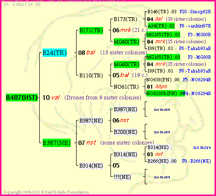 Pedigree of B487(HST) :
four generations presented