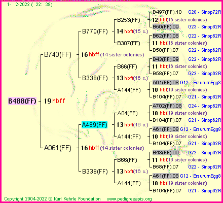 Pedigree of B488(FF) :
four generations presented
it's temporarily unavailable, sorry!