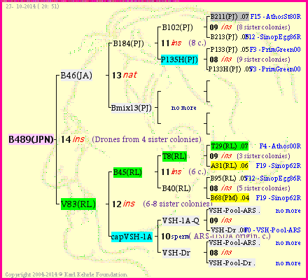 Pedigree of B489(JPN) :
four generations presented