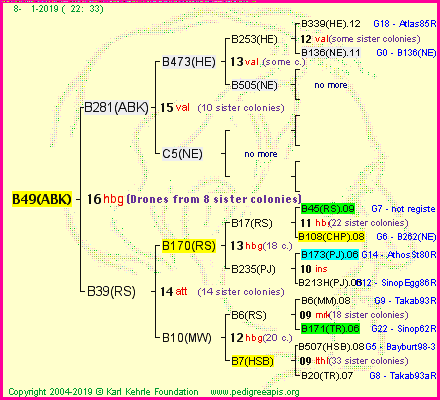 Pedigree of B49(ABK) :
four generations presented<br />it's temporarily unavailable, sorry!