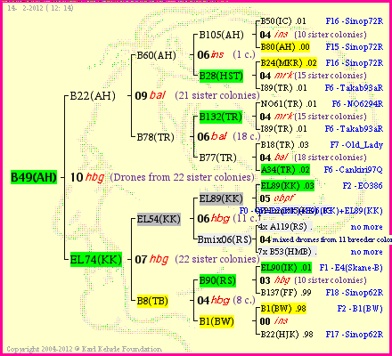 Pedigree of B49(AH) :
four generations presented