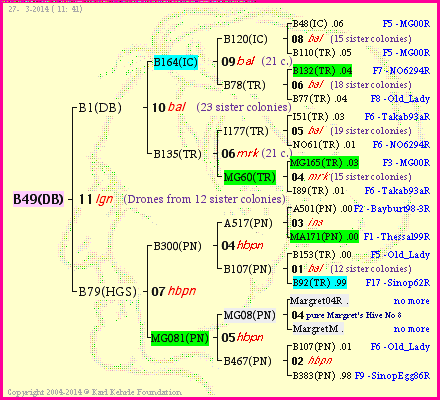 Pedigree of B49(DB) :
four generations presented
it's temporarily unavailable, sorry!
