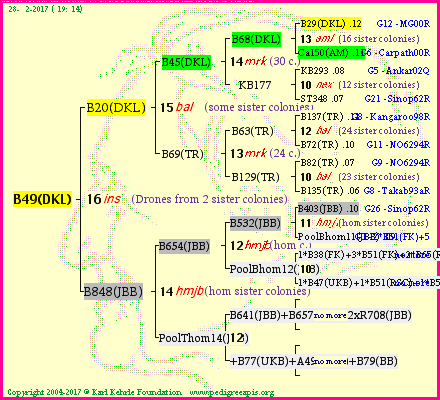 Pedigree of B49(DKL) :
four generations presented