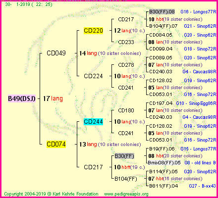 Pedigree of B49(DSJ) :
four generations presented<br />it's temporarily unavailable, sorry!
