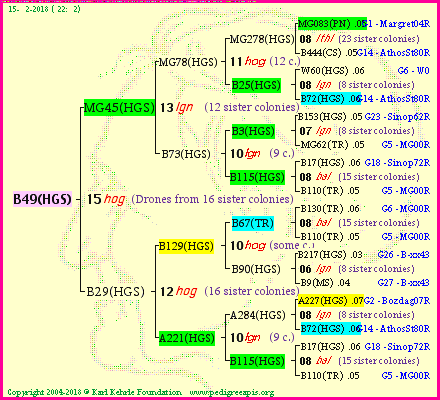 Pedigree of B49(HGS) :
four generations presented