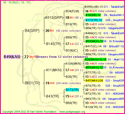 Pedigree of B49(KAS) :
four generations presented
it's temporarily unavailable, sorry!