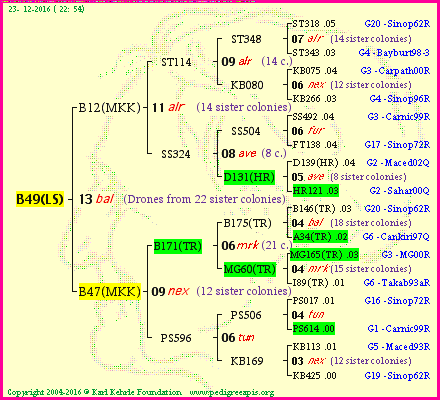 Pedigree of B49(LS) :
four generations presented