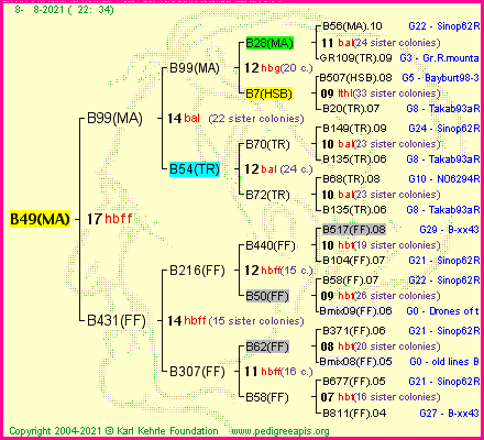 Pedigree of B49(MA) :
four generations presented
it's temporarily unavailable, sorry!