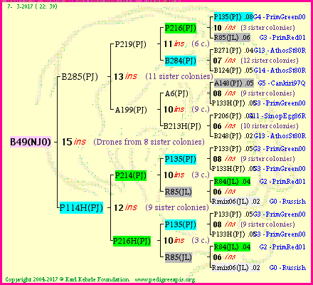 Pedigree of B49(NJO) :
four generations presented