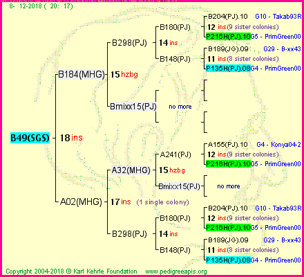 Pedigree of B49(SGS) :
four generations presented
it's temporarily unavailable, sorry!