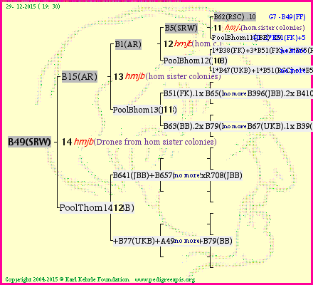 Pedigree of B49(SRW) :
four generations presented