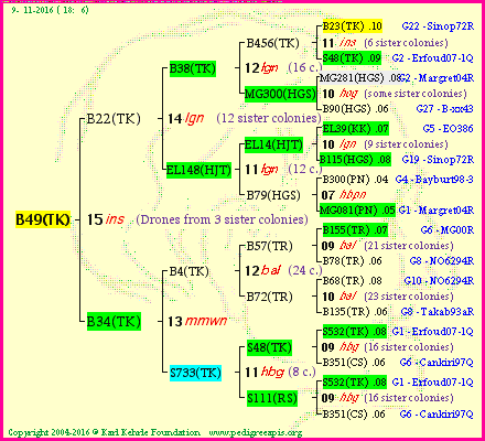 Pedigree of B49(TK) :
four generations presented<br />it's temporarily unavailable, sorry!