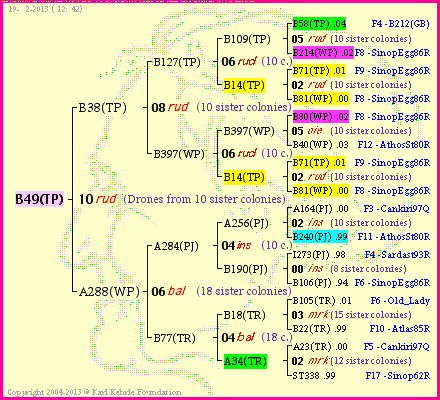 Pedigree of B49(TP) :
four generations presented