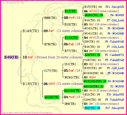 Pedigree of B49(TR) :
four generations presented