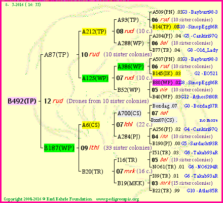 Pedigree of B492(TP) :
four generations presented