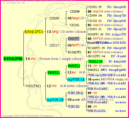 Pedigree of B494(JPN) :
four generations presented