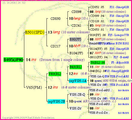 Pedigree of B495(JPN) :
four generations presented