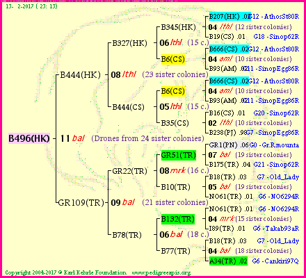 Pedigree of B496(HK) :
four generations presented