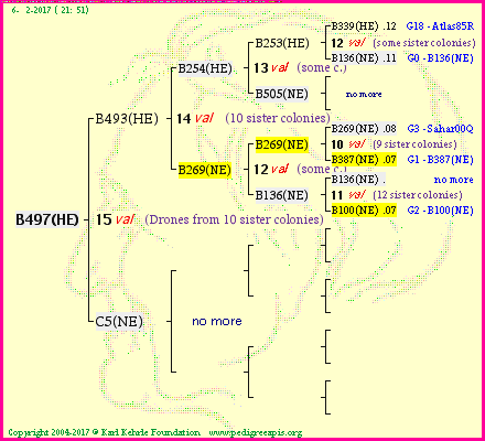 Pedigree of B497(HE) :
four generations presented