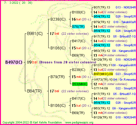 Pedigree of B497(IC) :
four generations presented
it's temporarily unavailable, sorry!