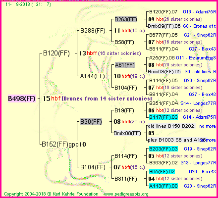 Pedigree of B498(FF) :
four generations presented