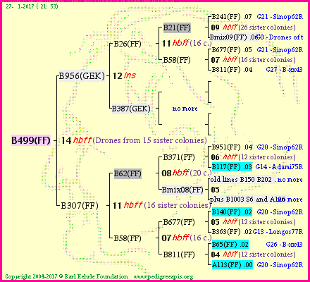 Pedigree of B499(FF) :
four generations presented