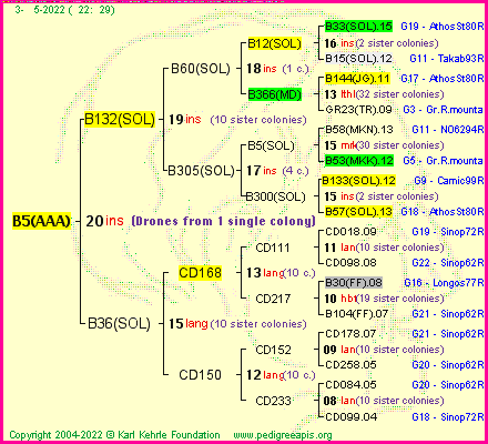 Pedigree of B5(AAA) :
four generations presented
it's temporarily unavailable, sorry!