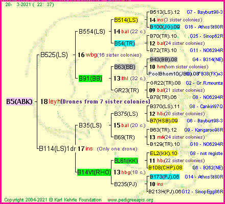 Pedigree of B5(ABK) :
four generations presented
it's temporarily unavailable, sorry!